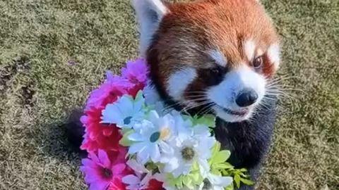 小熊猫送花爆料视频,甜蜜视频曝光引网友热议 第1张 小熊猫送花爆料视频,甜蜜视频曝光引网友热议 第1张